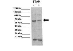 STAM-1 Rabbit anti-Human, Mouse, Polyclonal, Novus Biologicals 0.1ml; Unconjugated:Antibodies,